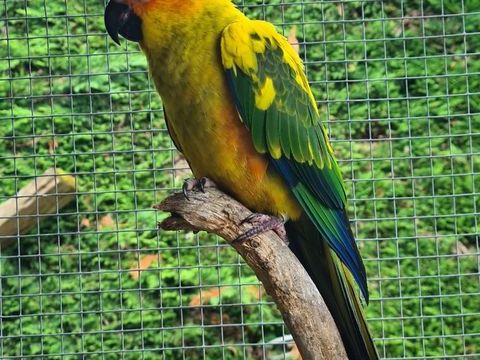 Conure Soleil &agrave; Caudrot 33 250 33490 Caudrot