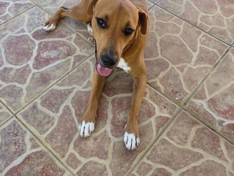 Frisky, M&acirc;le, X Berger, n&eacute; le 01/04/2025 🐶 380 37000 Tours