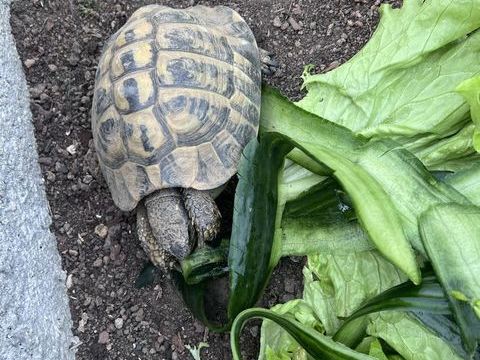 Tortue 120 76000 Rouen