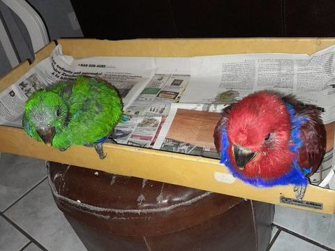 Perroquet Eclectus EAM 600 10000 Troyes