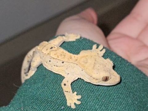 Gecko &agrave; cr&ecirc;te  50 95150 Taverny