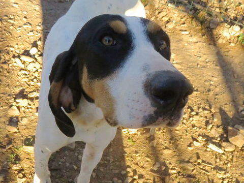 Pépite, 2 ans, est à l'adoption! 0 34000 Montpellier