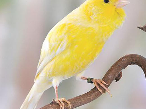 canaris de chant HARZ 50 35510 Cesson-s�vign�
