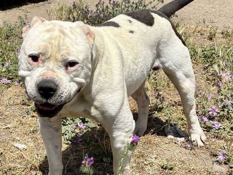 BUBULLE bouledogue 3 ans 220 34500 Béziers
