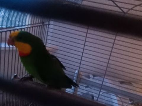 Perruche colier 
Couple 100 57050 Metz