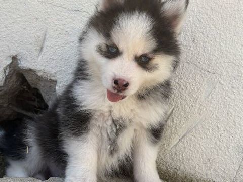 Pomsky 1600 76440 Roncherolles-en-bray