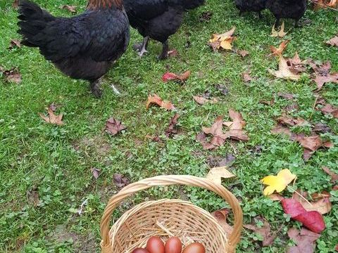 Poule Marans livraison possible, cadeau de Noel :-) 34 77540 Courpalay