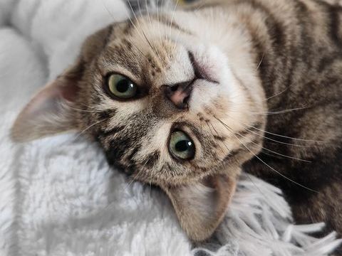 Al&eacute;sia, adorable chatonne grise tigr&eacute;e 99 50310 Quin�ville