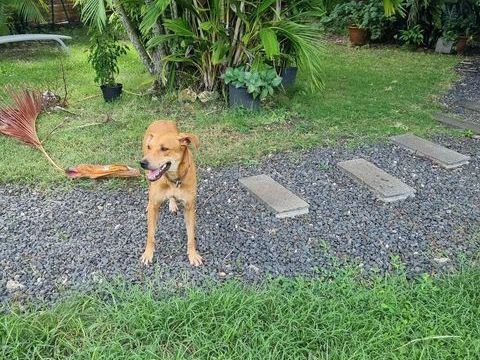 Bonny, femelle X berger, n&eacute;e le 28/11/2024 380 60000 Allonne