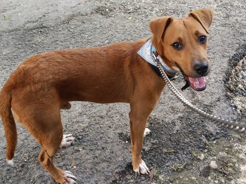 Frisky, m&acirc;le X crois&eacute; berger , n&eacute; le 01/04/2025 380 01000 Bourg-en-bresse