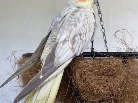 Calopsite 35 94320 Thiais