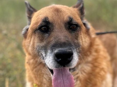 HENRY 300 95610 �ragny