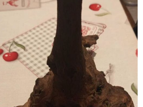 Racine en bois pour aquarium 19 45630 Beaulieu-sur-loire