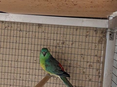 Couple de croupions 50 95200 Sarcelles