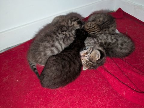 Chaton Croiser sacr&eacute;e birmanie British et main coon, 0 74160 Collonges-sous-salève