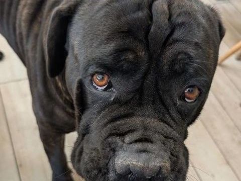 Cane Corso et Epagneul Breton mix beagle 6ans 0 78510 Triel-sur-seine