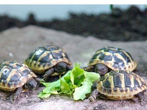 Tortue de terre juv&eacute;nile et terrestre du var 100 38300 Bourgoin-jallieu