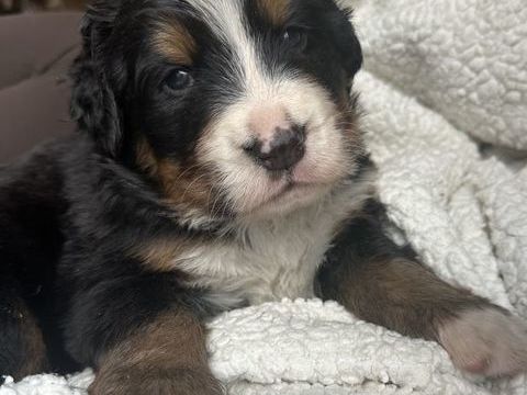 &Agrave; r&eacute;server, magnifiques chiots bouvier bernois inscrit  LOF 1550 53290 Saint-denis-d'anjou