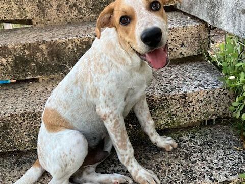 Titou,4 mois , cherche un bon foyer 150 94310 Orly