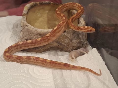 Serpent des bl&eacute;s Gutt juv&eacute;niles 60 06590 Th�oule-sur-mer