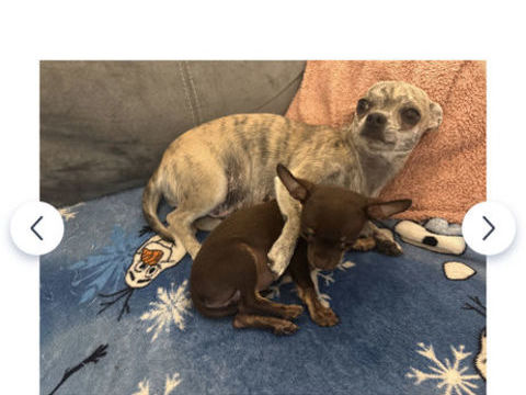 Femelle chihuahua chocolat 950 80100 Abbeville