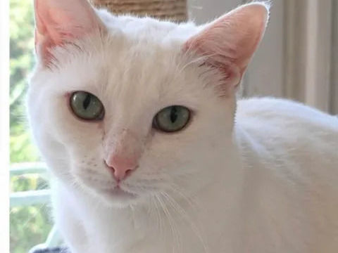 Bianca gentille chatte blanche cherche famille 140 11000 Carcassonne