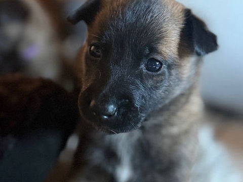 Chiots malinois non lof 800 74200 Thonon-les-bains
