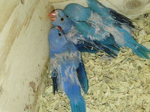 Perruche a collier 150 33590 Saint-vivien-de-m�doc