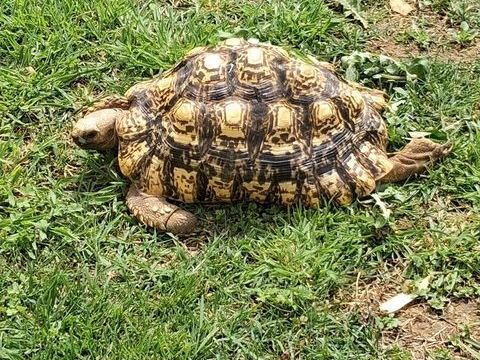 Tortue l&eacute;opard (Stigmochelys pardalis), 0 30000 N�mes