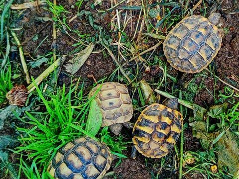 carapace 80 77120 Mouroux