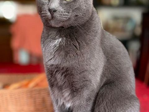 Daphnee superbe chatte chartreux a adopter  0 01480 Messimy-sur-sa�ne