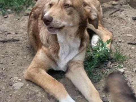 Vulpa à l'adoption 220 01450 Poncin