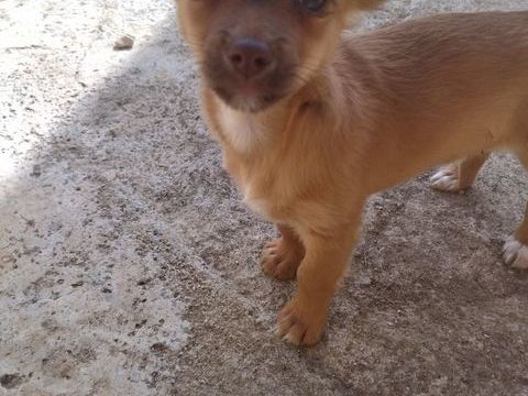 M&acirc;le chihuahua 700 12200 Villefranche-de-rouergue