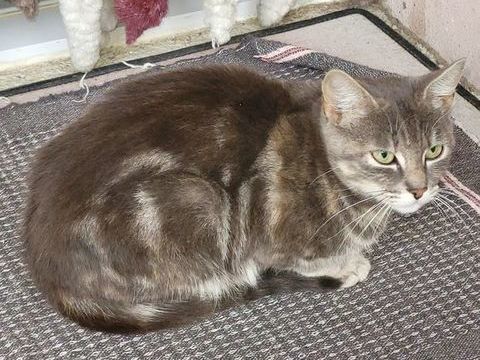 penelope chat &agrave; l'adoption 200 07700 Gras