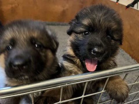 Chiots Berger Allemand LOF Poils court 1200 60200 Compi�gne