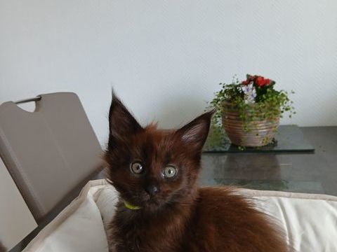 CHATONS MAINE COON 850 57600 Forbach