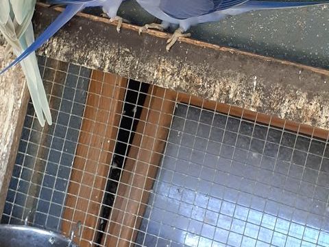 Perruche à collier 200 67470 Eberbach-seltz