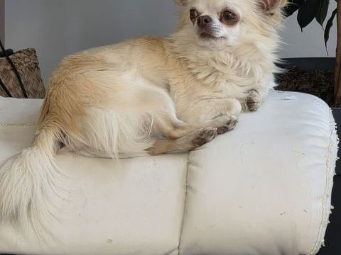 Magnifique femelle chihuahua &agrave; poils longs dor&eacute;s 500 11100 Narbonne