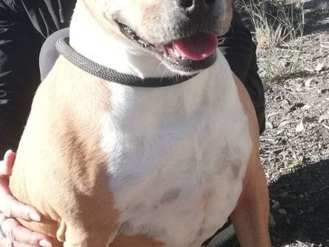 ANDALOUSIE, staffie, 5 ans 200 34500 B�ziers