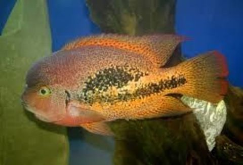 Crenicichla Lugubris ,vieja bifasciatum 100 60320 Saint-sauveur