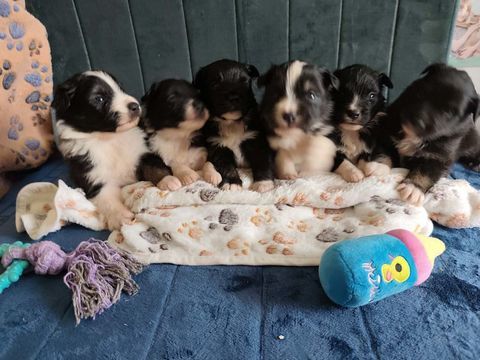 chiot berger americain miniature LOF  1750 85440 Avrill�