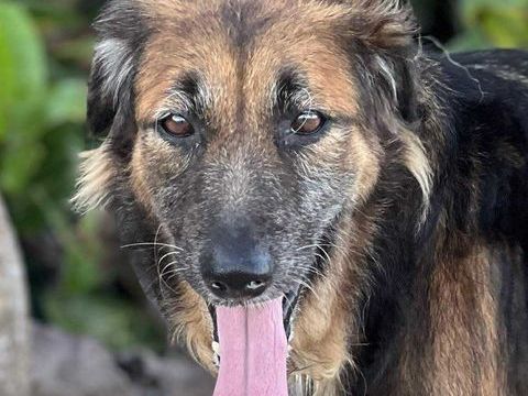 Bobby sans famille 350 51100 La neuvillette