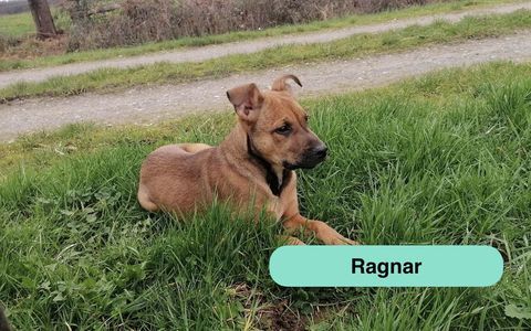 Ragnar, chiot crois&eacute; malinois &agrave; adopter 300 44540 Bonn�uvre
