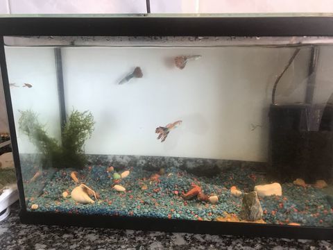 Recherche petits poissons pour petit aquarium &agrave; Nice Ouest. 0 06200 Nice