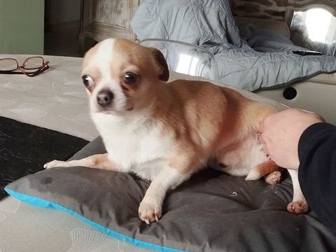 Chihuahua m&acirc;le  600 56140 Tr�al