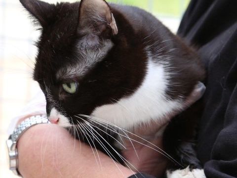 Tatouille 250 47500 Sauveterre-la-l�mance