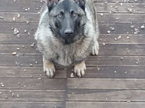A donnnner chienne malinoise 0 59610 Fourmies