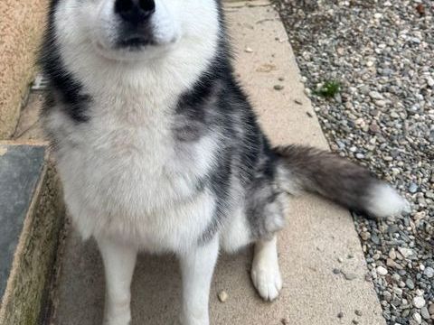 BRISTOL, husky, 1 an 220 34500 B�ziers