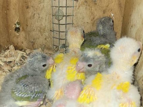 KAKARIKI 2026 40 30700 Saint-quentin-la-poterie