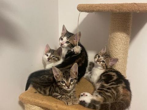 Don de chaton 0 95600 Eaubonne